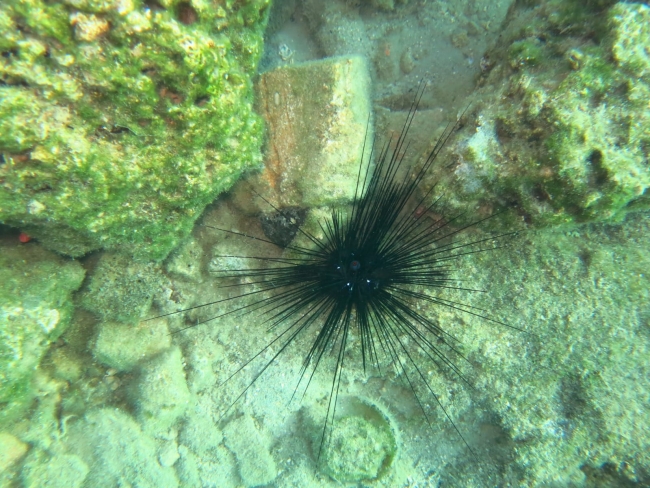 İklim değişikliği denizlerdeki istilacı türleri de artırıyor